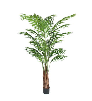 Arecapalm höjd 210cm