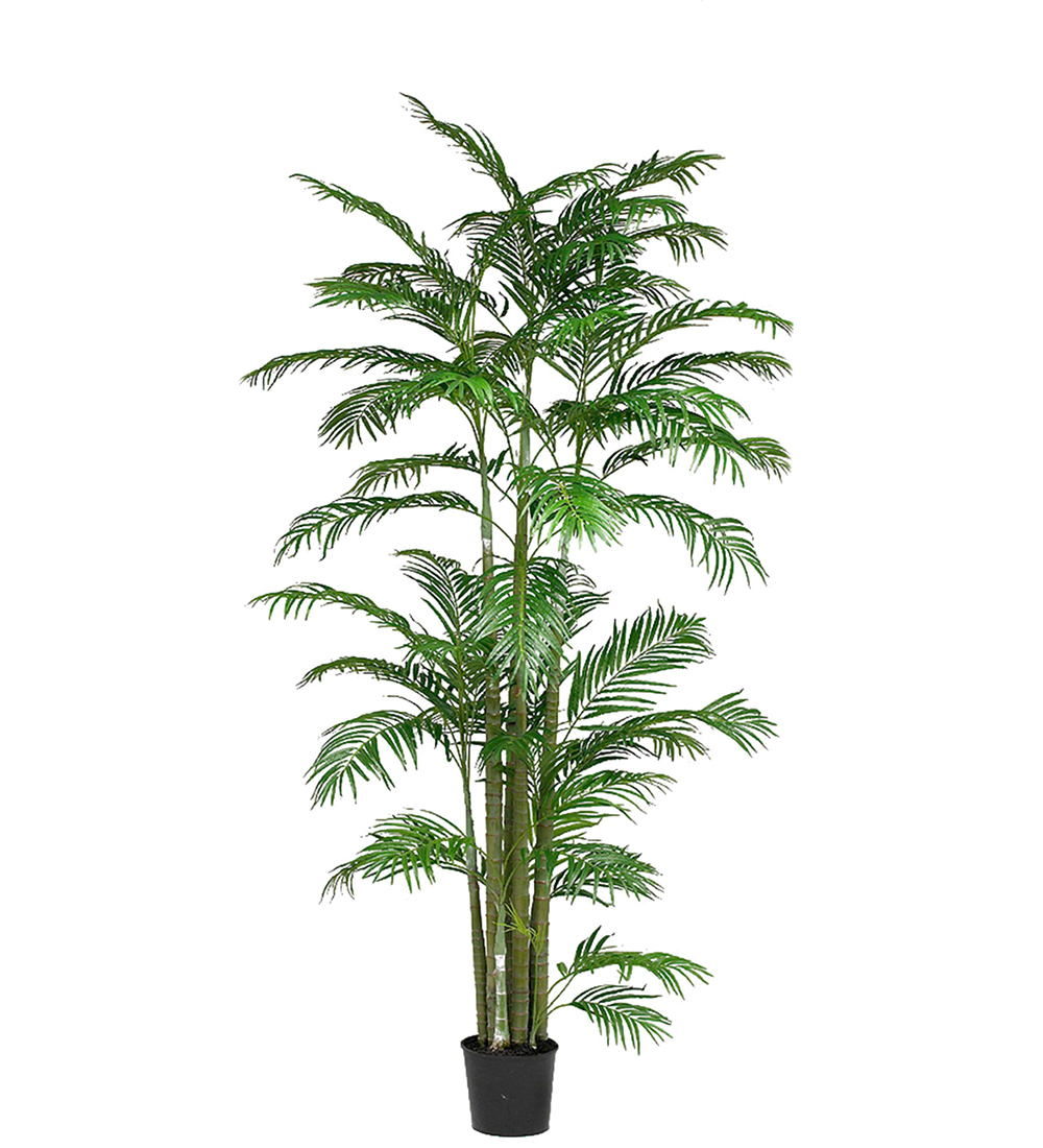 Arecapalm höjd 260cm