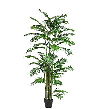 Arecapalm höjd 260cm