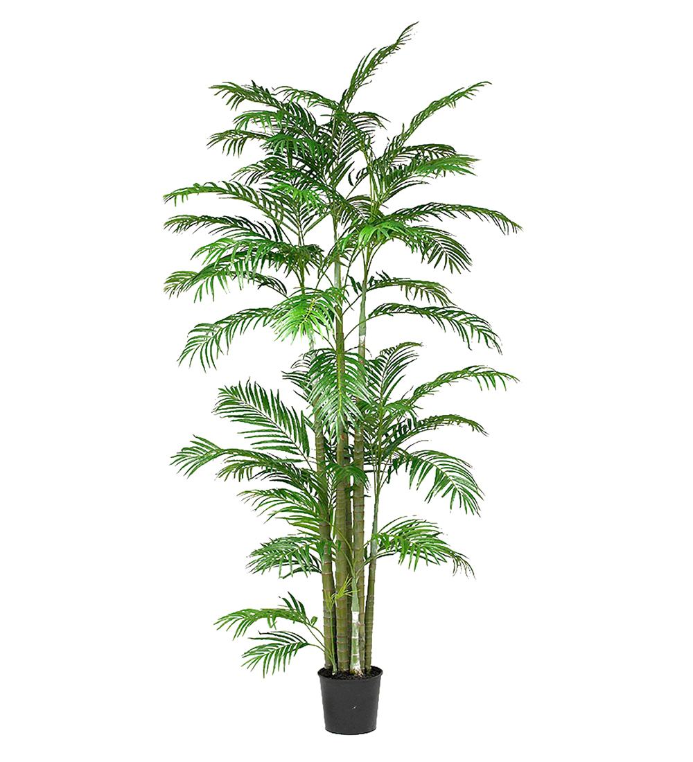 Arecapalm höjd 290cm