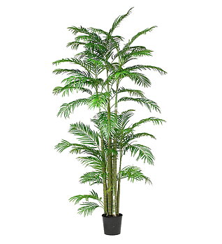 Arecapalm höjd 290cm