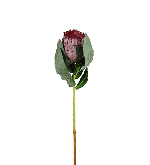 Protea 80cm