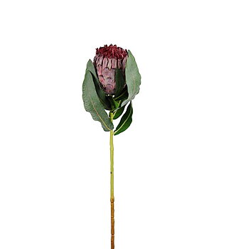 Protea 80cm