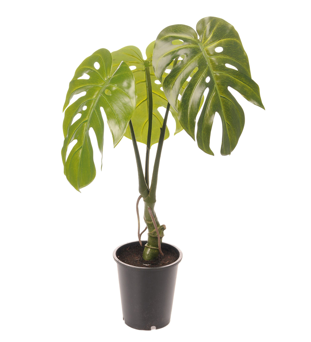 Monstera höjd 60cm