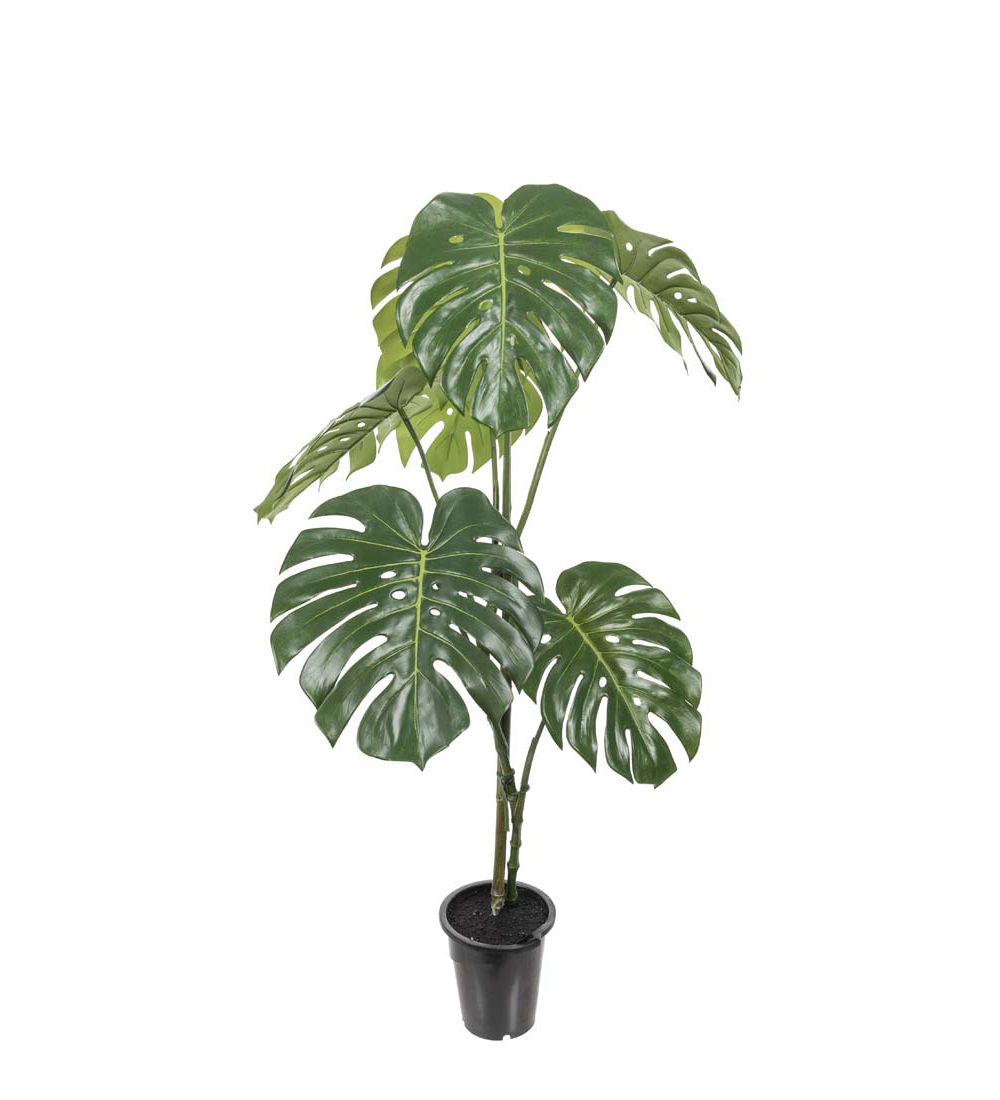 Monstera höjd 120cm
