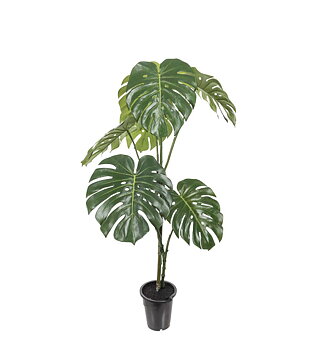 Monstera höjd 120cm