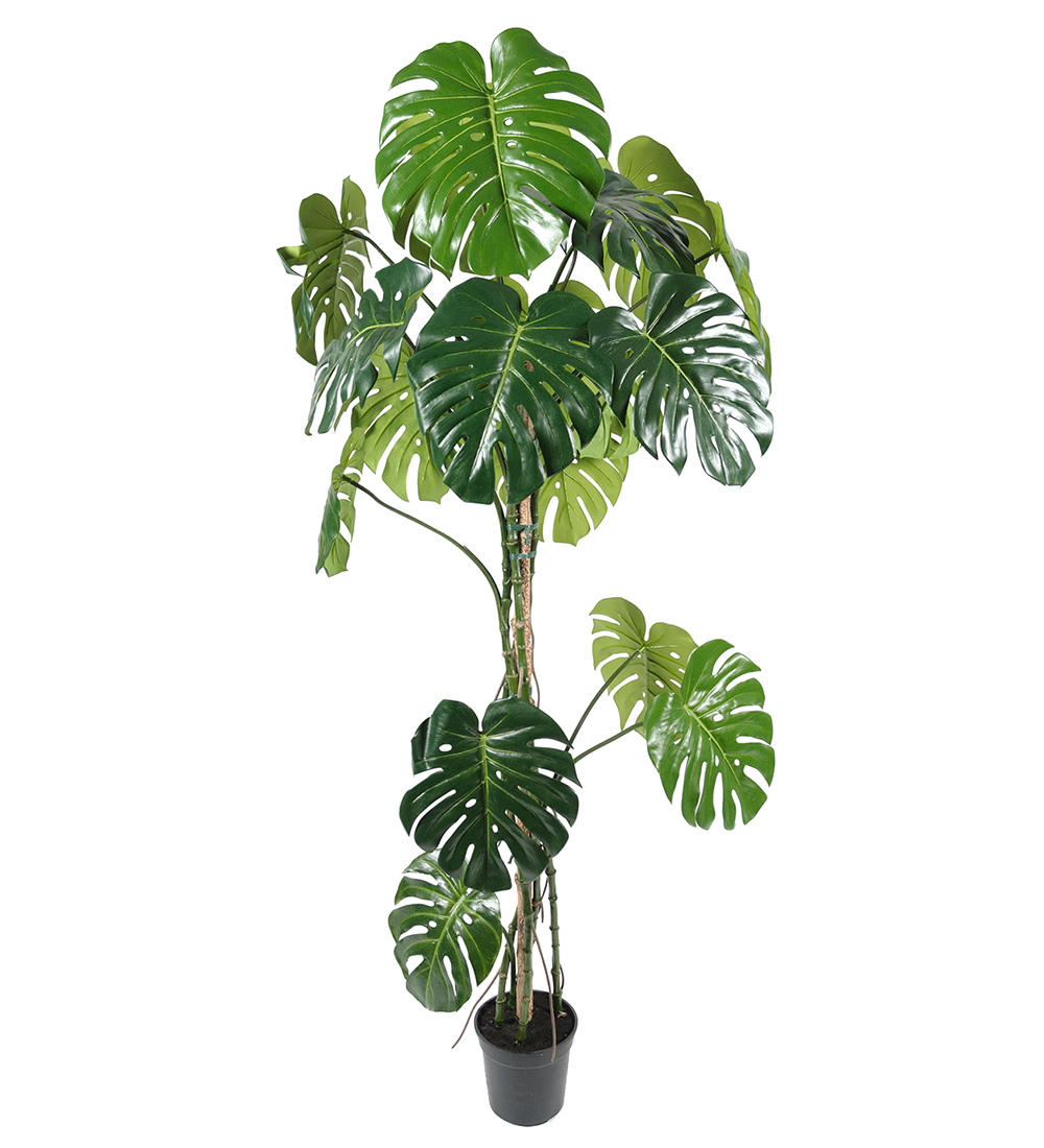 Monstera höjd 180cm