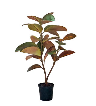 Fikus Elastica höjd 90cm