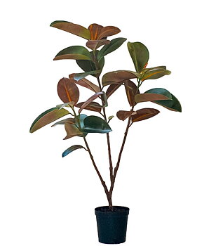 Fikus Elastica höjd 120cm