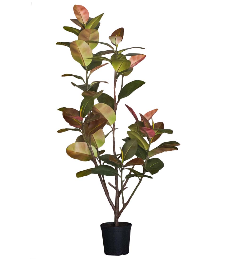 Fikus Elastica höjd 180cm