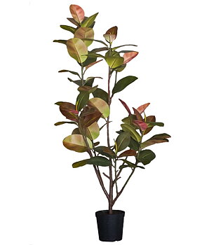 Fikus Elastica höjd 180cm