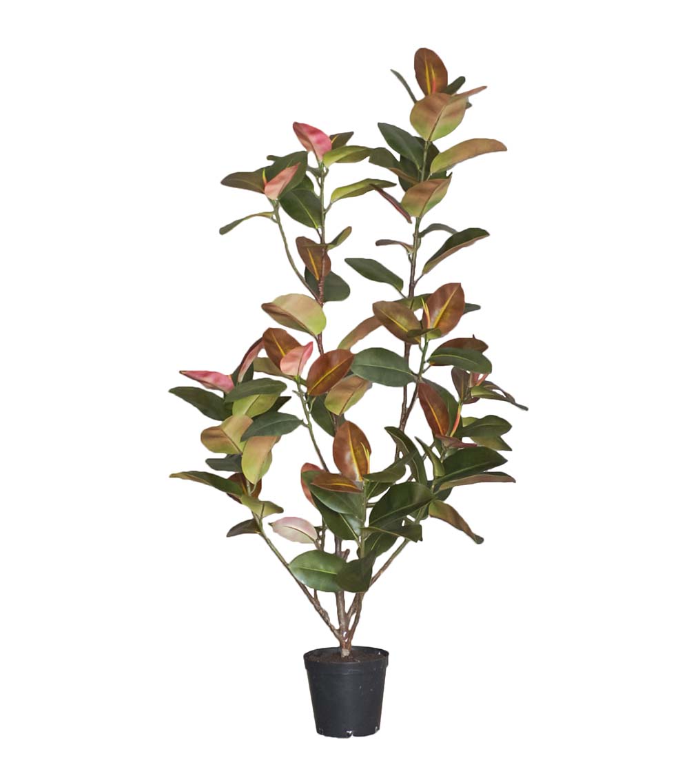 Fikus Elastica höjd 210cm