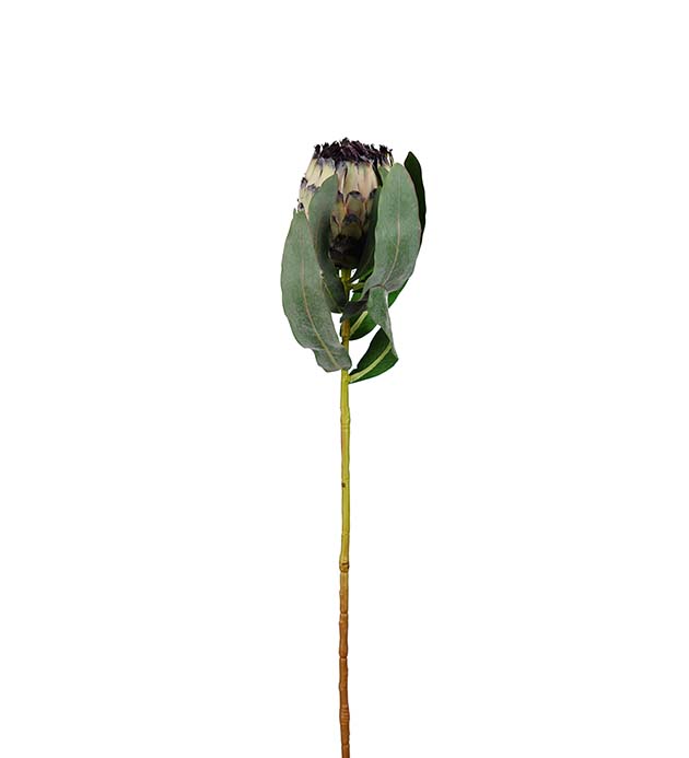 Protea 80cm