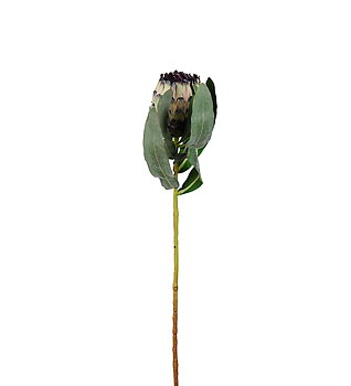 Protea 80cm
