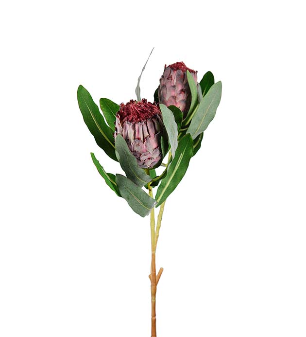 Protea 80cm
