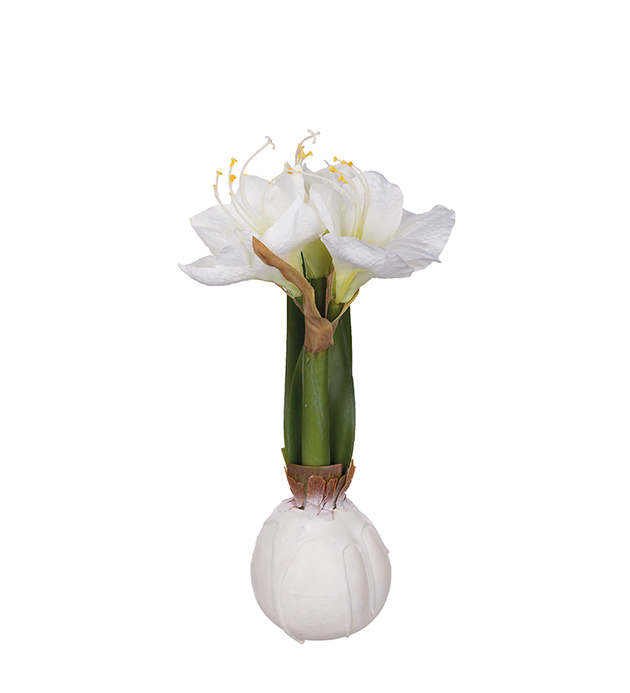 Amaryllis höjd 30cm