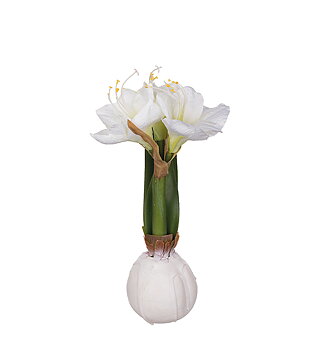 Amaryllis höjd 30cm