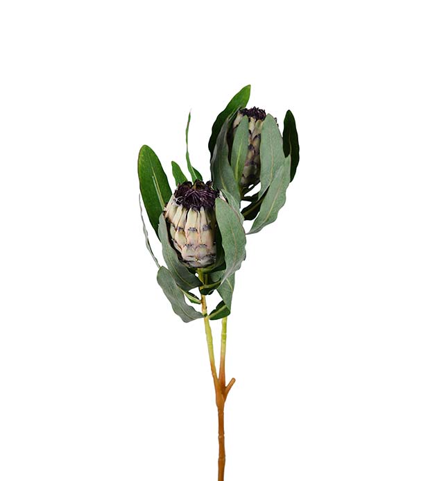 Protea 80cm