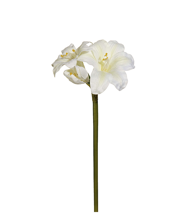 Amaryllis höjd 35cm