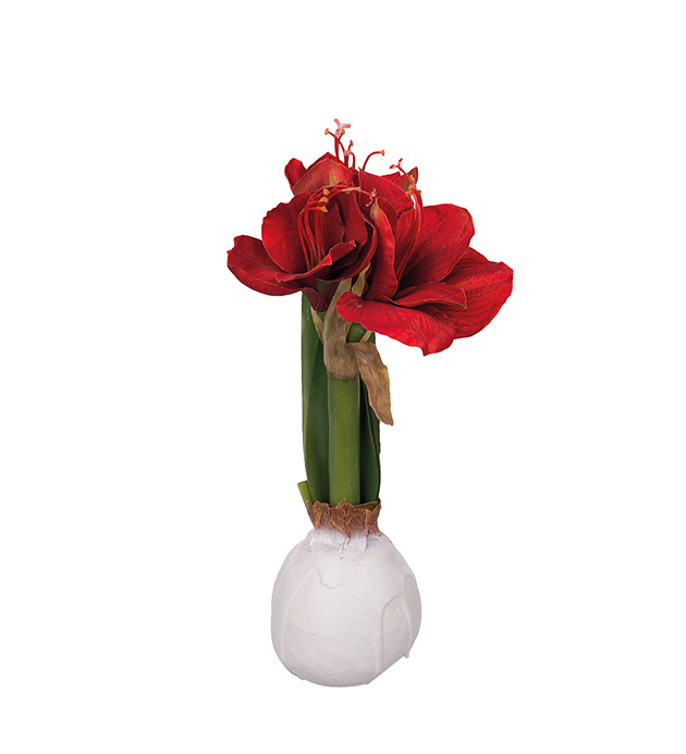 Amaryllis höjd 30cm