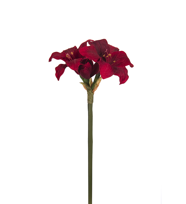 Amaryllis höjd 35cm