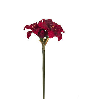 Amaryllis höjd 35cm