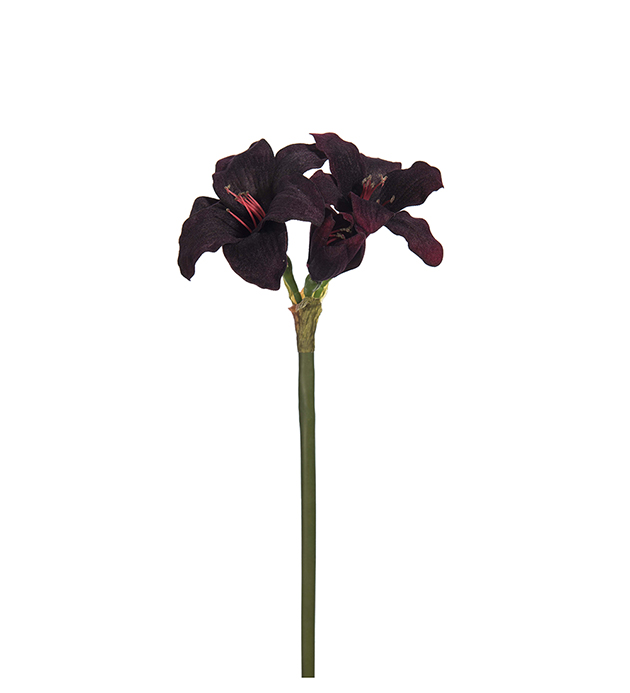 Amaryllis höjd 35cm