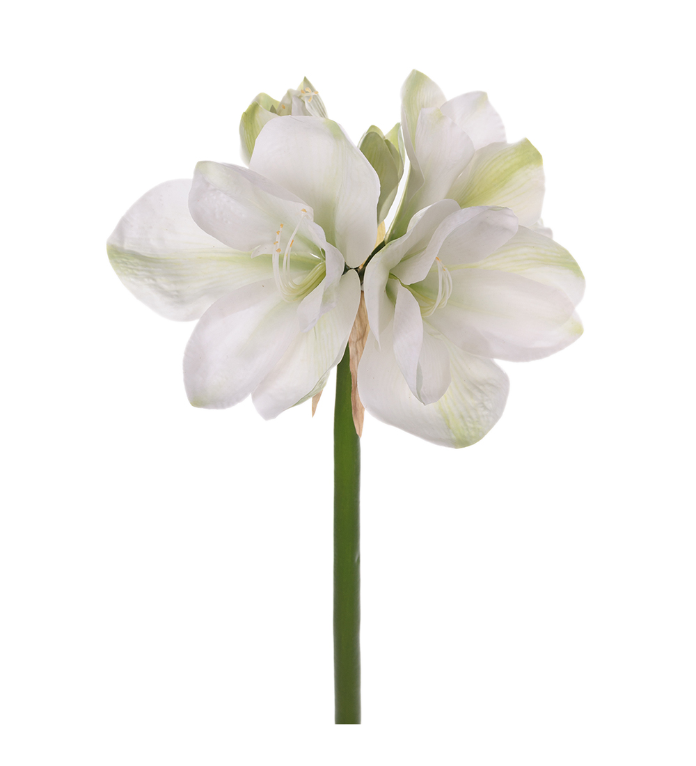 Amaryllis höjd 75cm