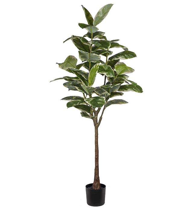 Fikus Elastica 190cm