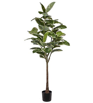 Fikus Elastica 190cm
