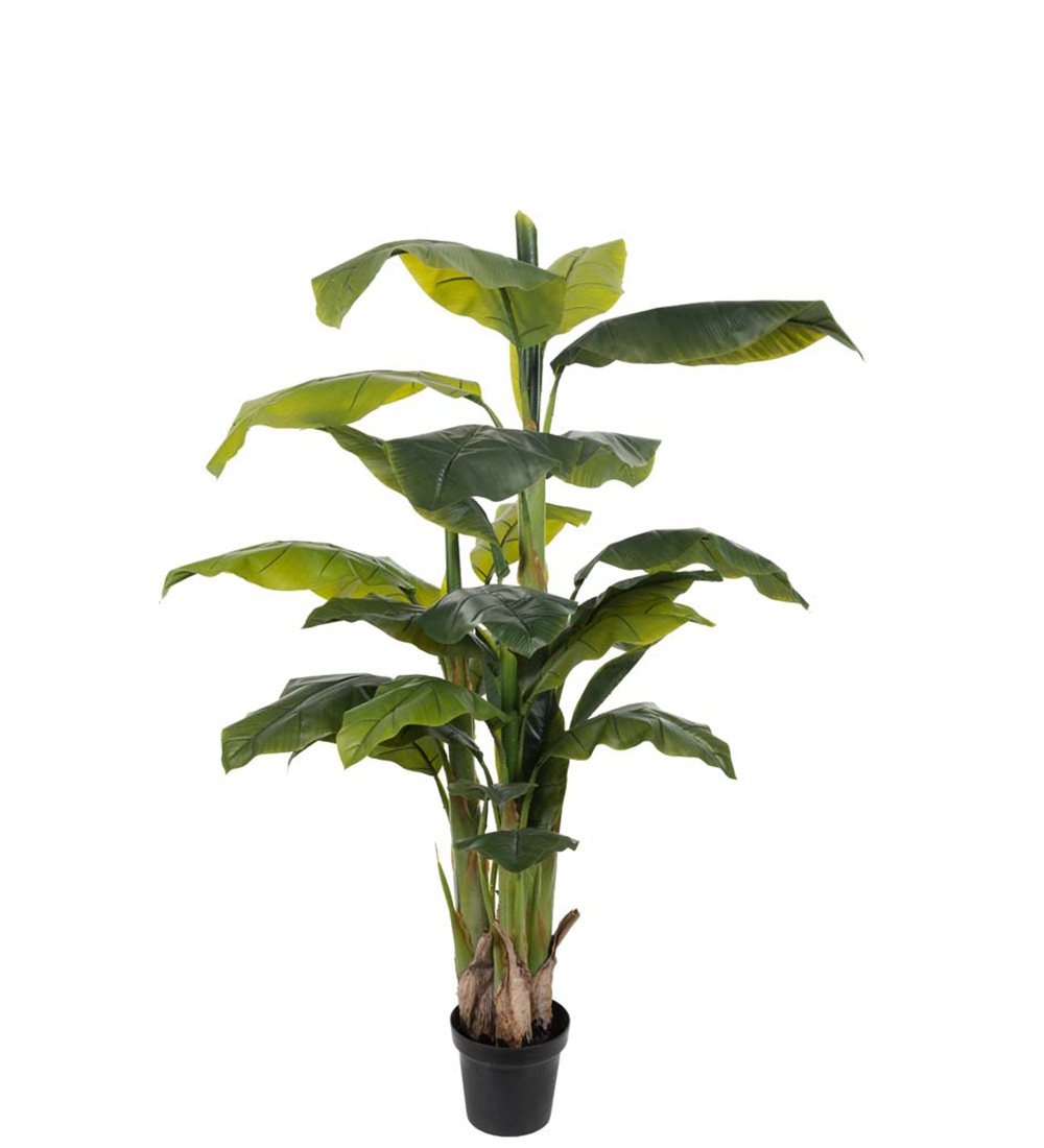 Bananträd höjd 150cm