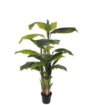 Bananträd höjd 150cm