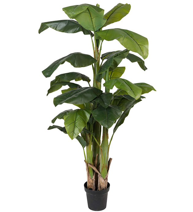 Bananträd höjd 240cm