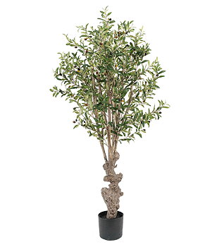 Olivträd höjd 160cm