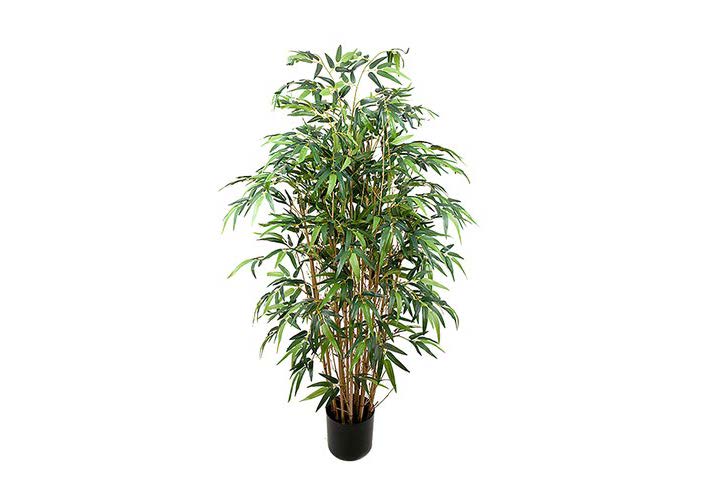 Bambu/Bamboo