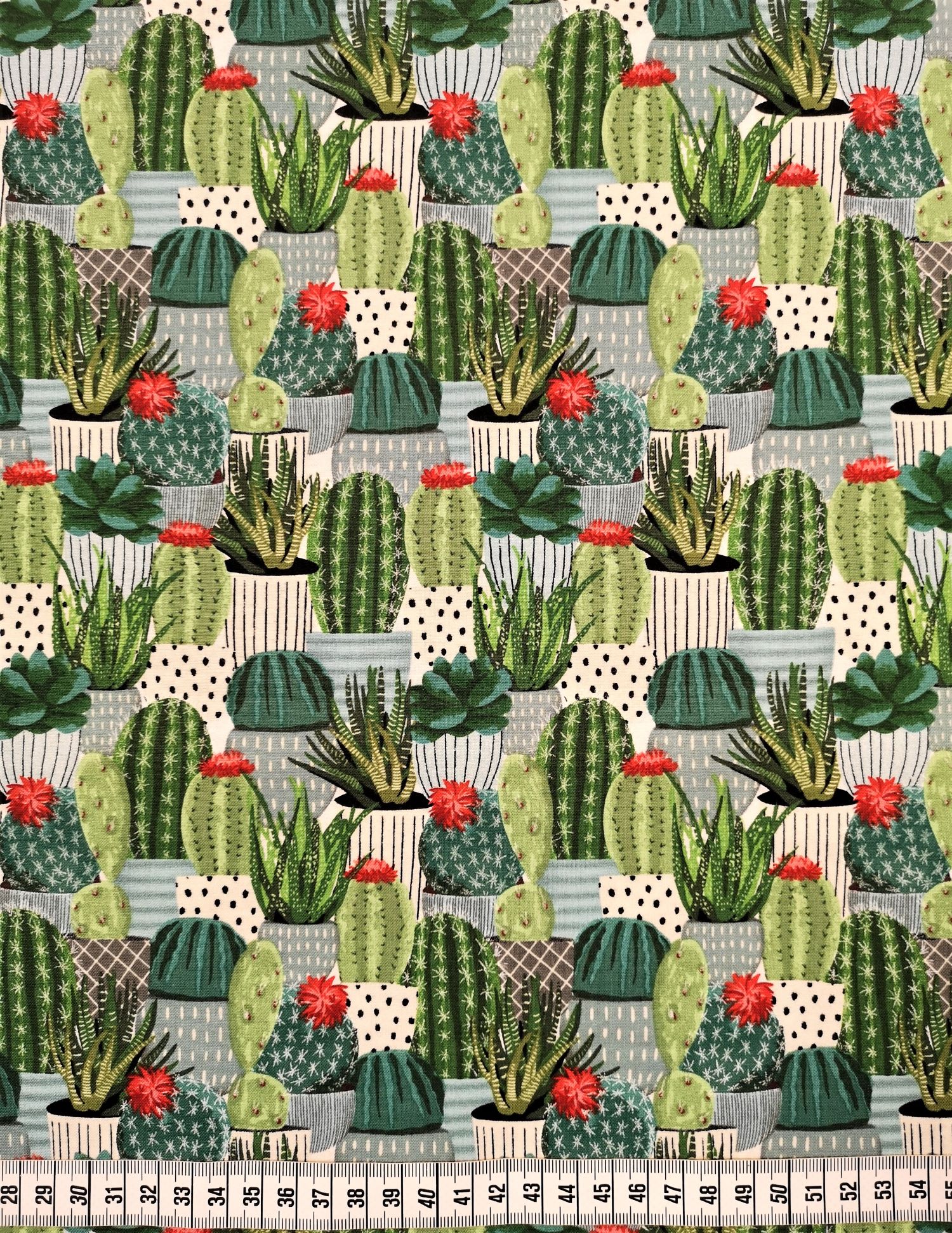 Blommande succulenter