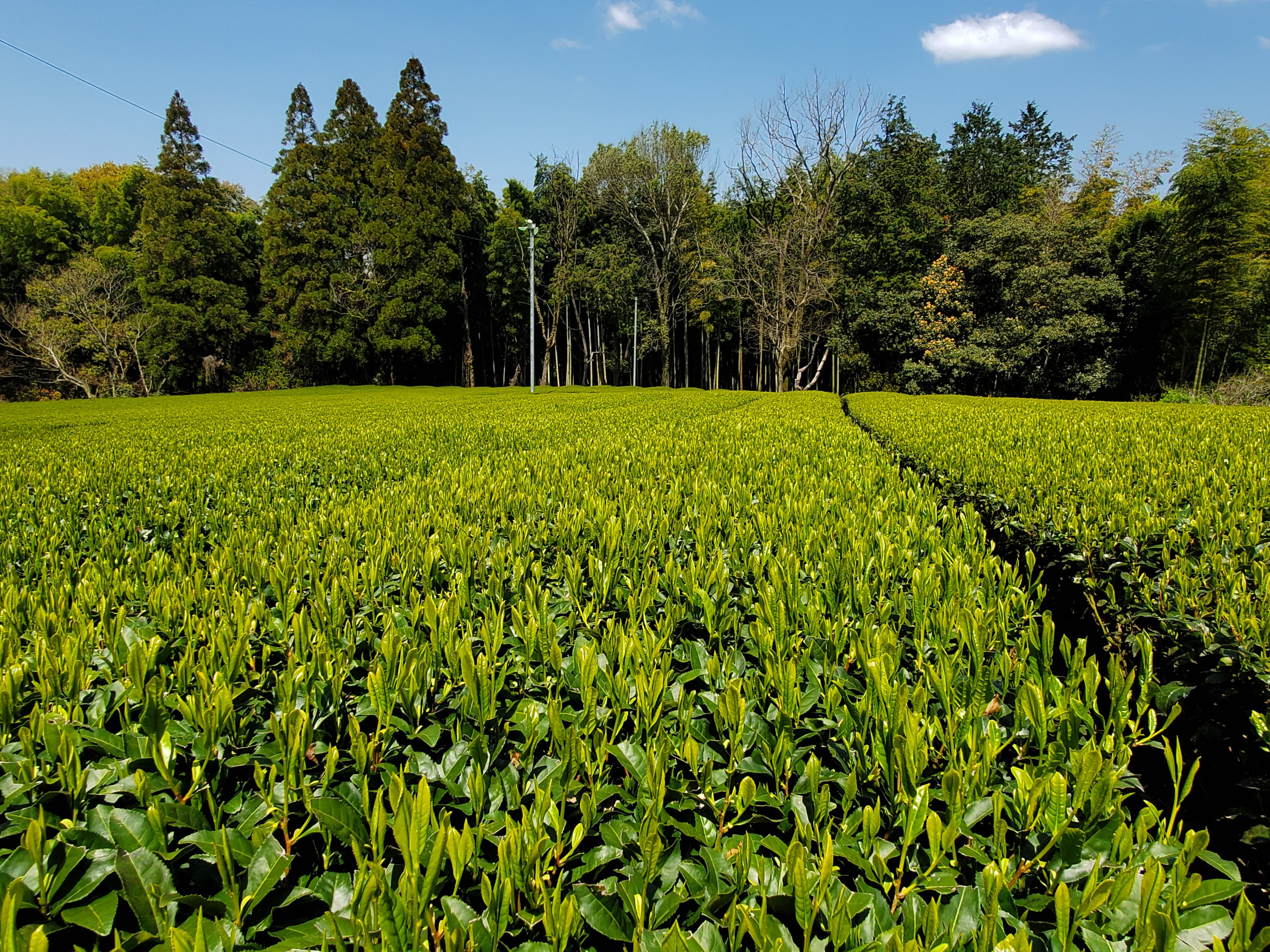 Yame sencha kirari [200 g, Fukuoka]  - 5