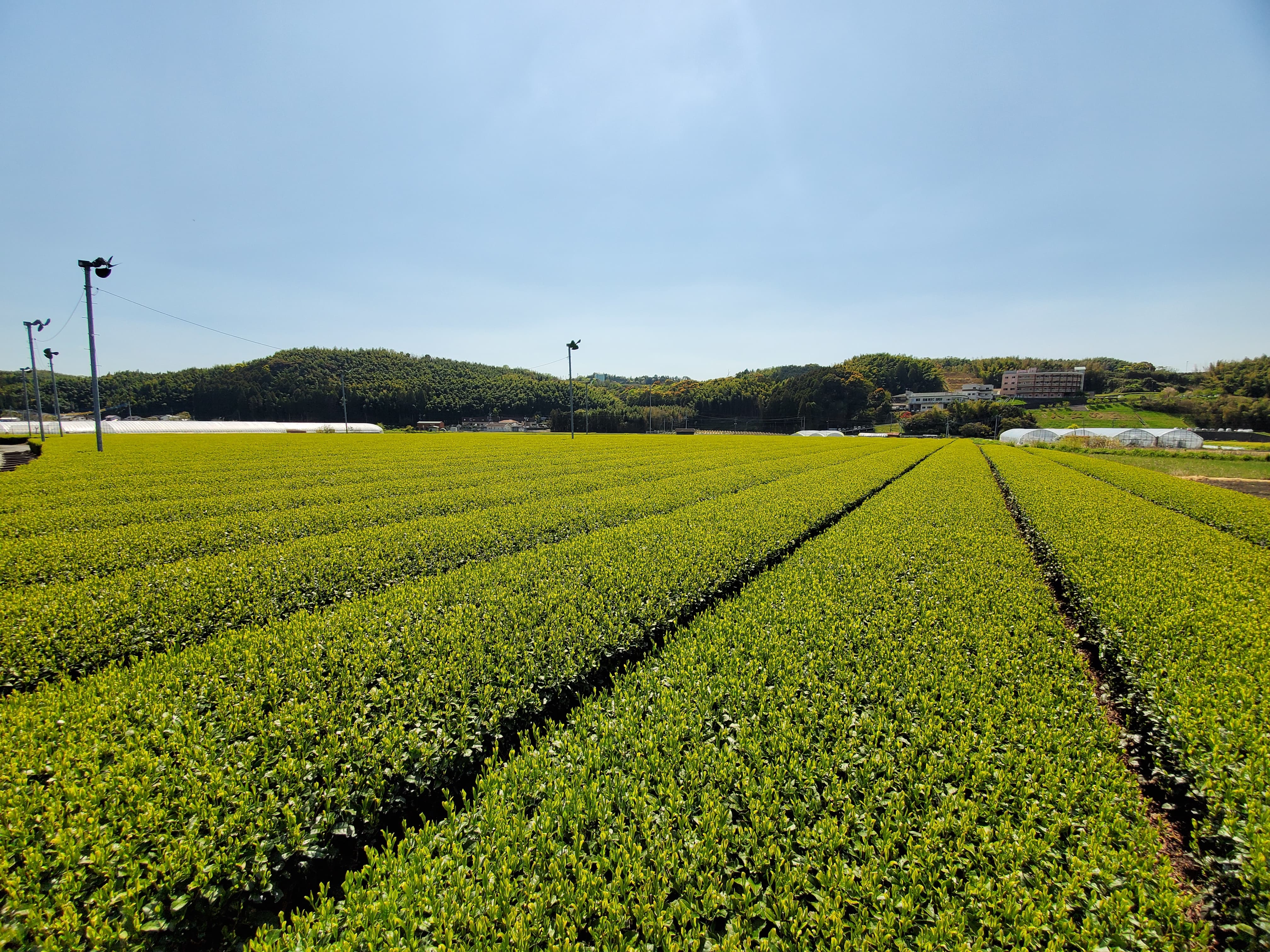 Yame sencha kirari [200 g, Fukuoka]  - 6