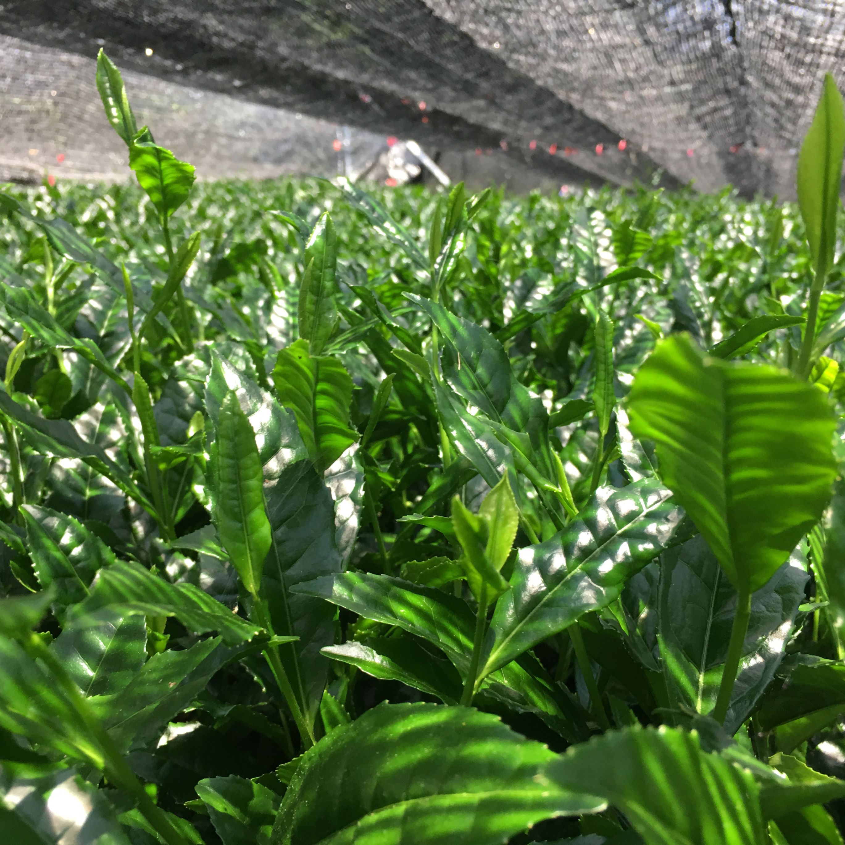 Matcha unkai  [100 g, Shimane]  - 4
