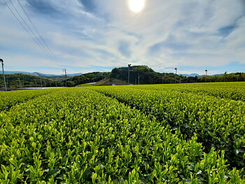 Online Sencha-session (50 min)