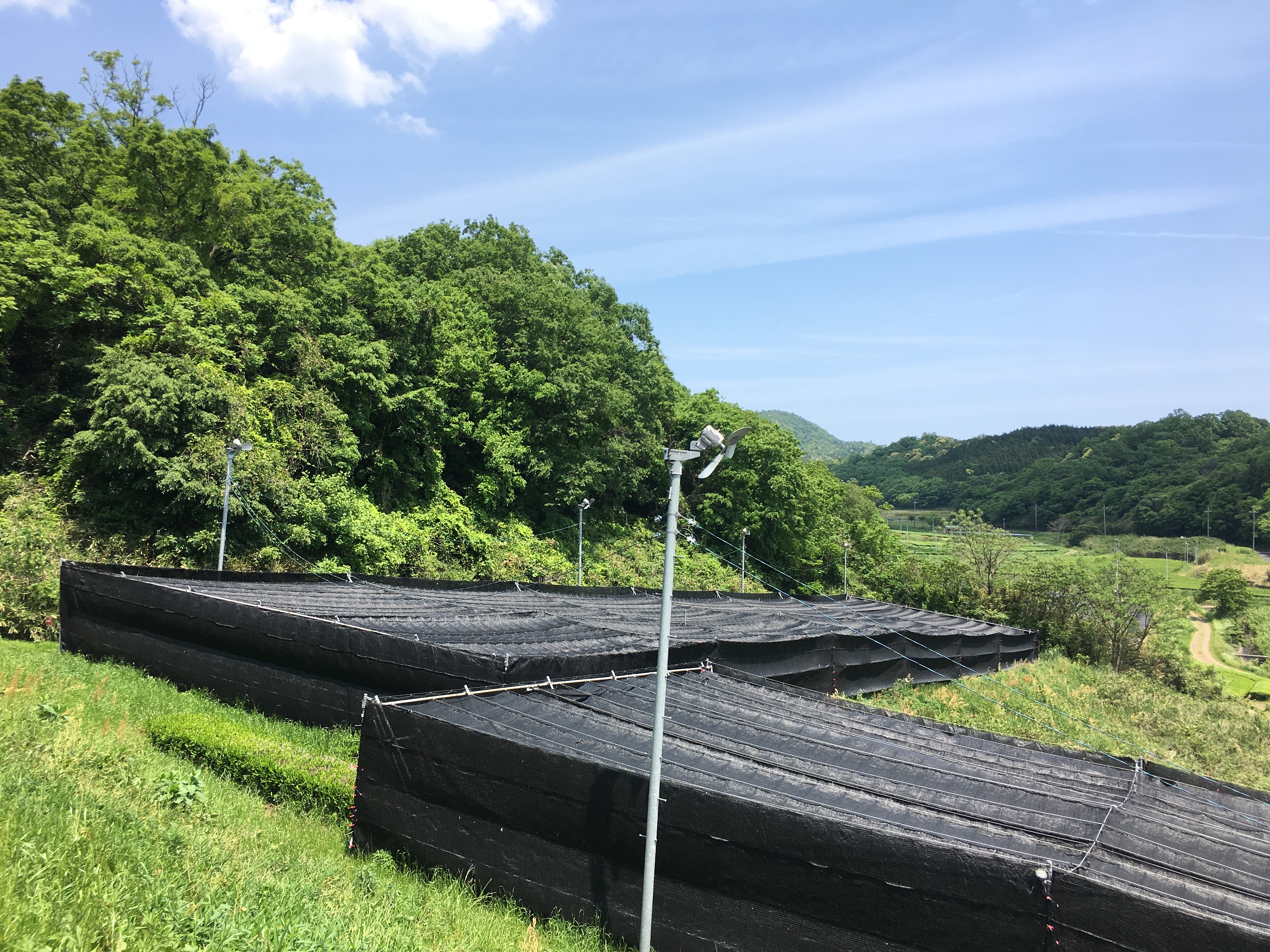 KRAV hojichapulver  [Shimane]  - 4