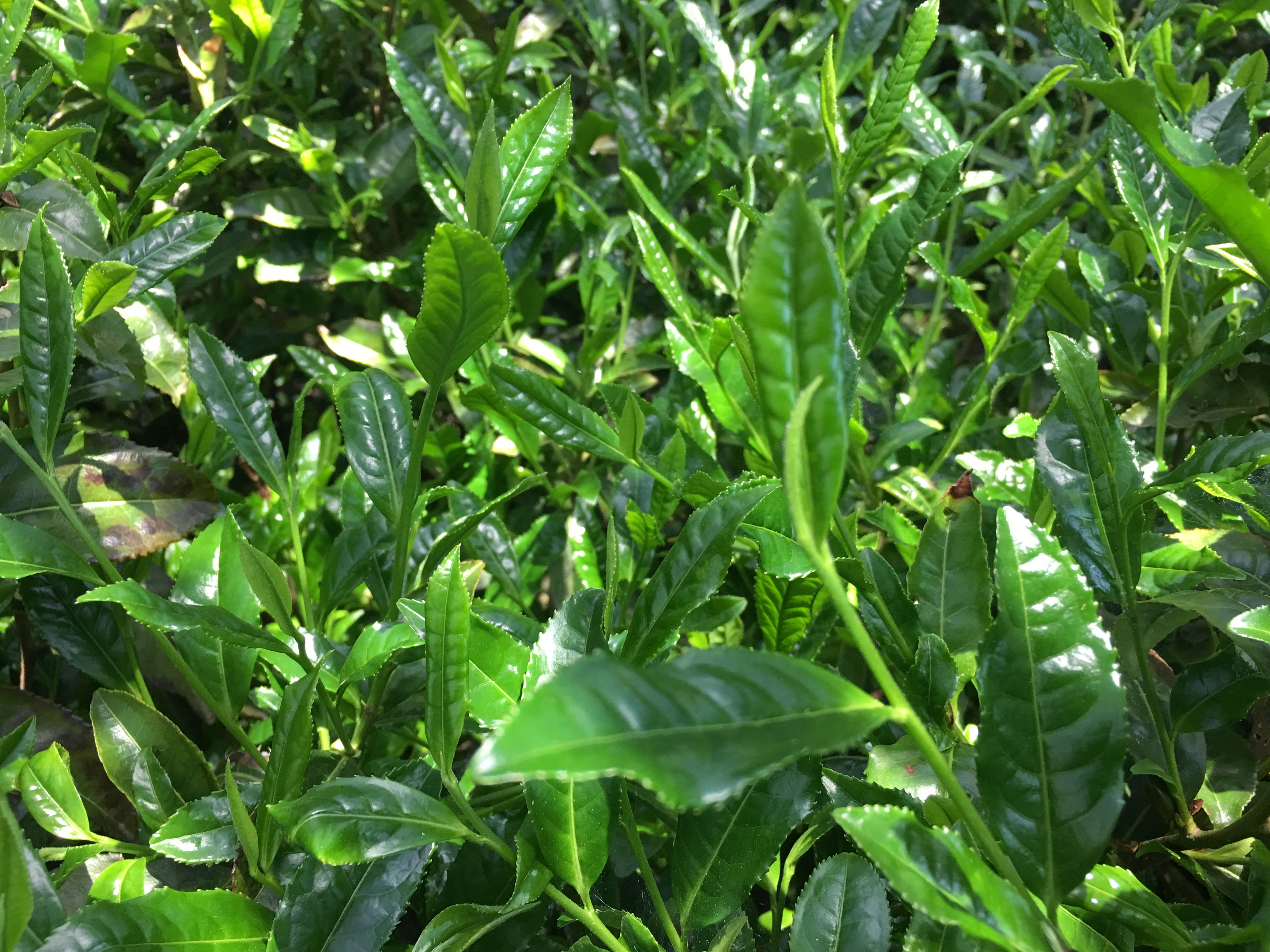 KRAV oolong Wazuka [sommarskörd, Kyoto]  - 2