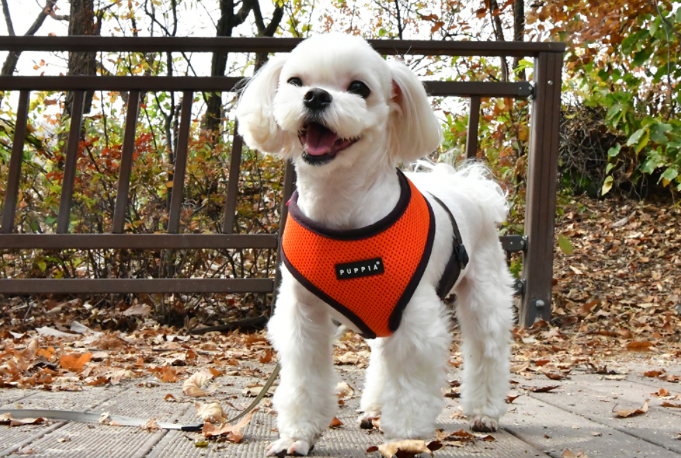 Puppia Soft Sele II Orange - 4