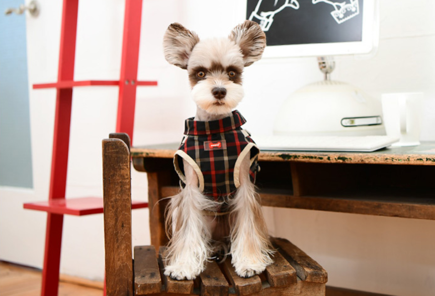 Puppia Hundtäcke Baxter Svart - 7