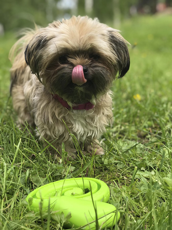 Trixie TPR Hopringlad Snacksorm Ø 18cm Grön - 3