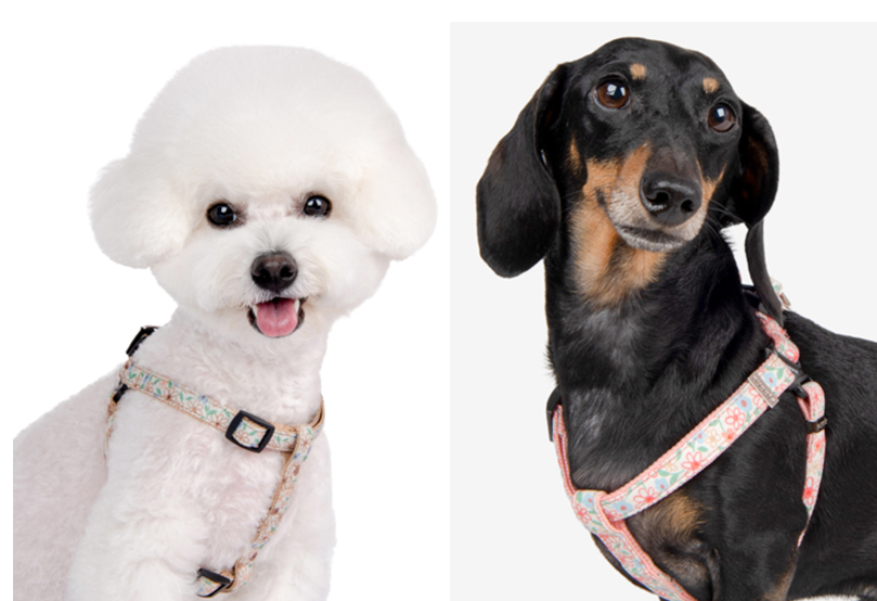 Puppia Lilac H-Sele Rosa - 8