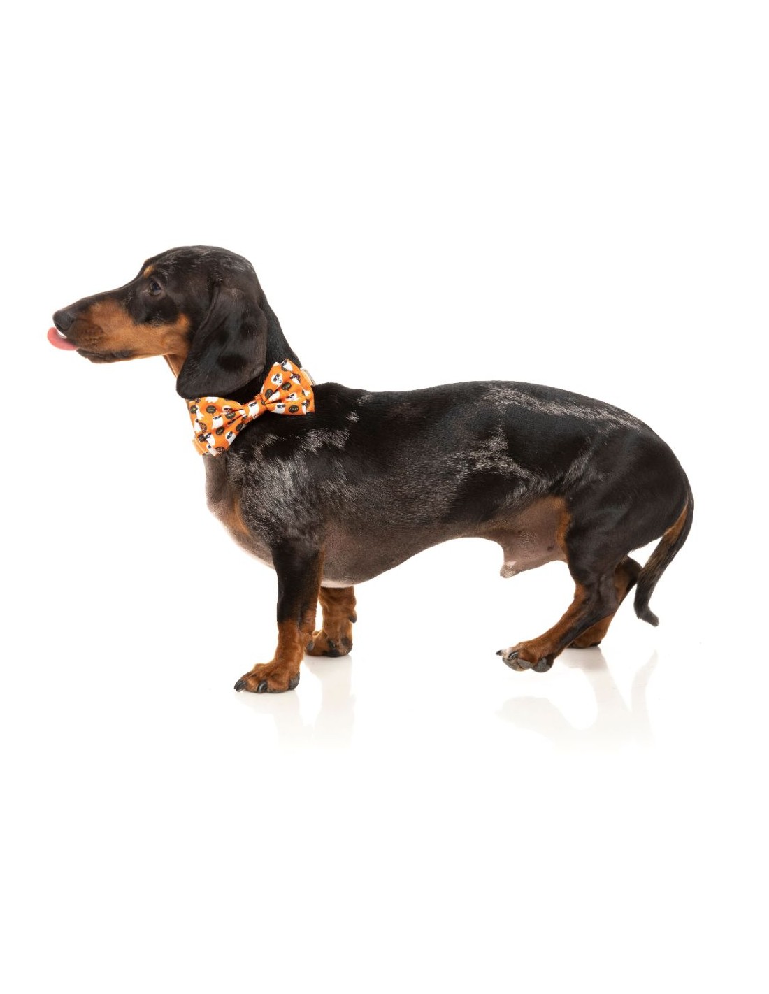 FuzzYard Hundfluga Boogie Nights Large - 2
