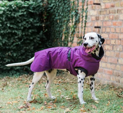 Dogman Vintertäcke Isa Lila 40cm - 2