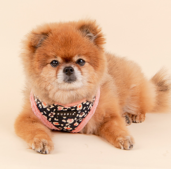 Puppia Elyse Sele Modell A Rosa 