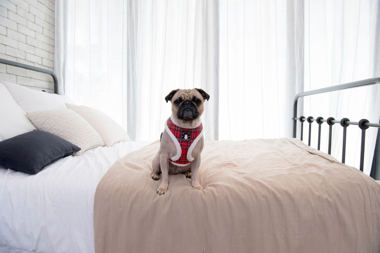 Puppia Blitzen Sele Modell A Rödrutig - 5